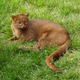 Illustration for article titled Caturday - Puma yagouaroundi Edition